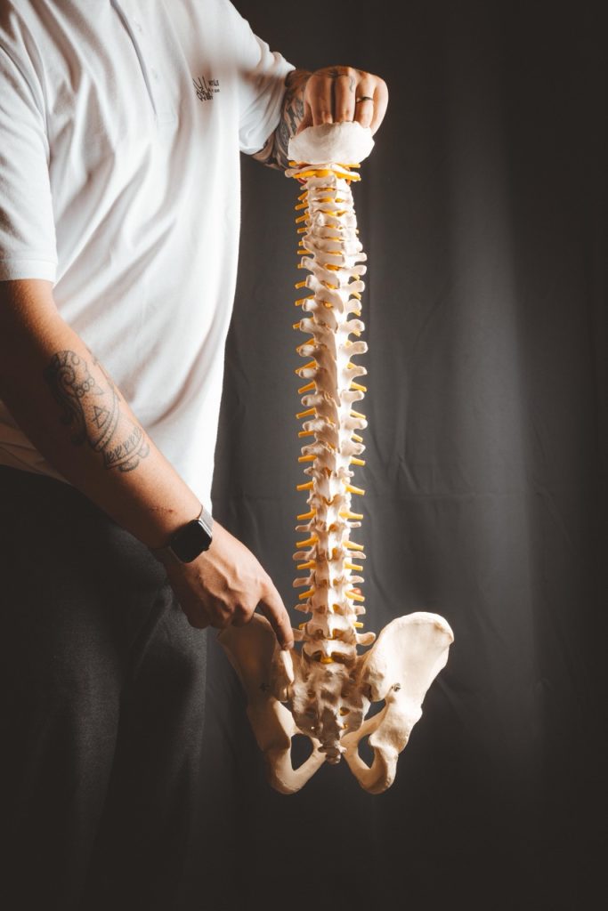 Robin håller anatomisk modell av ryggrad på kliniken i Norrtälje.
